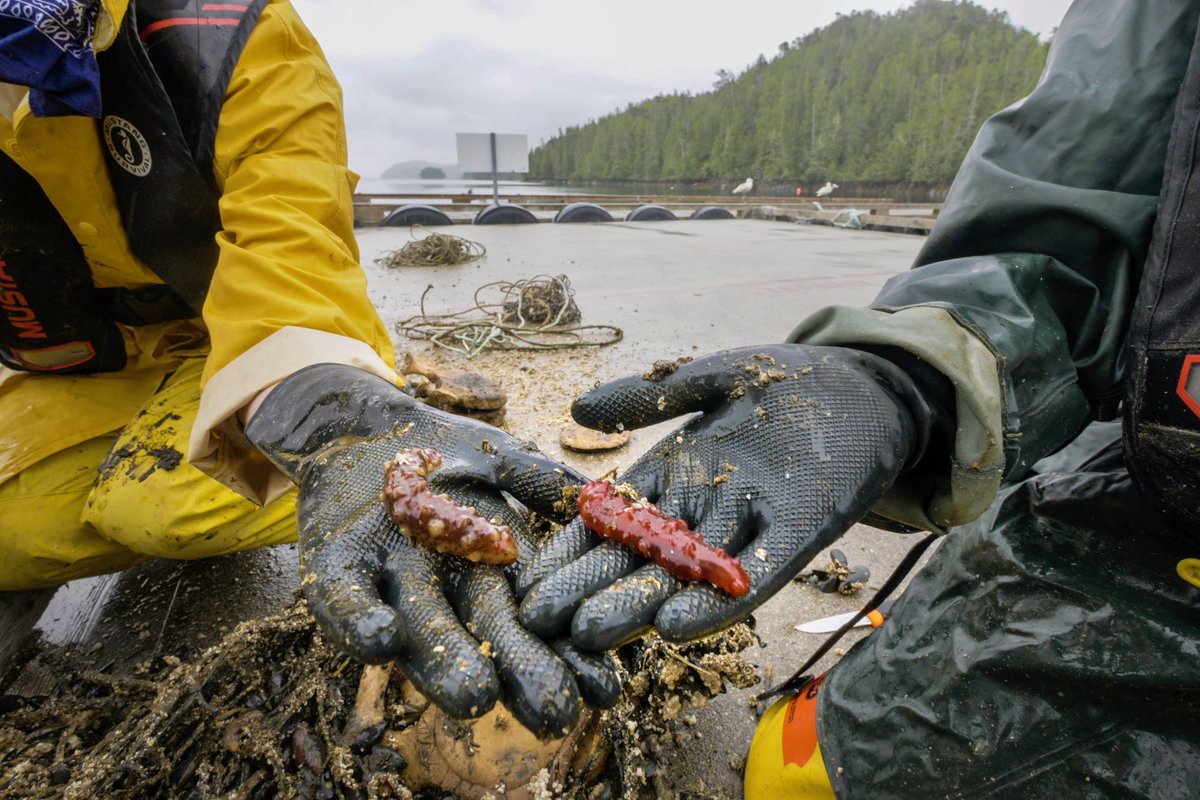 This pair of California sea cucumbers are less inconspicuous. These finger-sized cukes are still wee baby pickles at this stage. California sea cucumbers can reach a whopping 50 cm long. That’s two foot-long sub sandwiches put together!/8