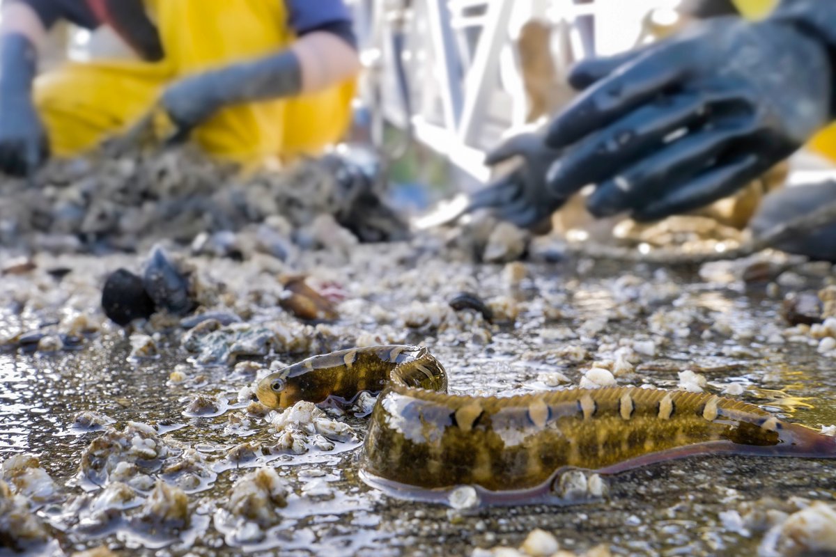 A crescent gunnel also set up shop on the bones. This wriggly resident isn’t bothered by the sudden transition to the terrestrial realm—like others in the gunnel family, it can breathe air when out of water and is often found sheltering under rocks in the intertidal./9