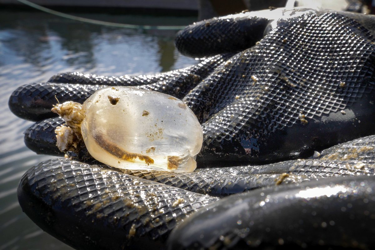 A shapeless, colourless lump might not immediately catch your eye, but look closely at a brooding transparent tunicate and you may spot some tunicates-to-be tucked away safely inside its brooding chamber!/10
