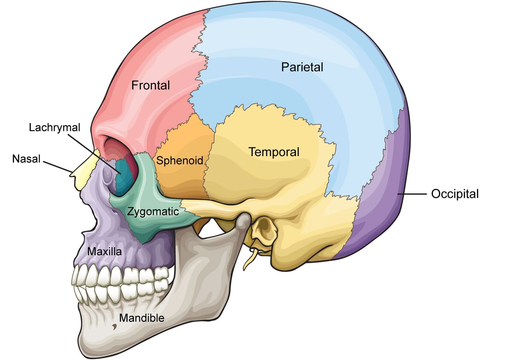 Bones Of The Skull –