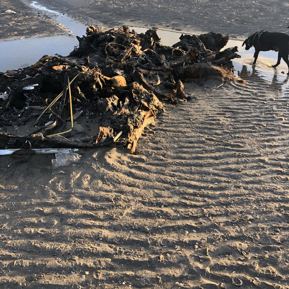 GoddessWaste's tweet photo. @DubCityCouncil remnants of burnt out car toward Sutton end of Dollymount Strand. Hopefully your lads driving the tractors have reported it. What would plans be for retrieval? https://t.co/ksaTXTRjwu
