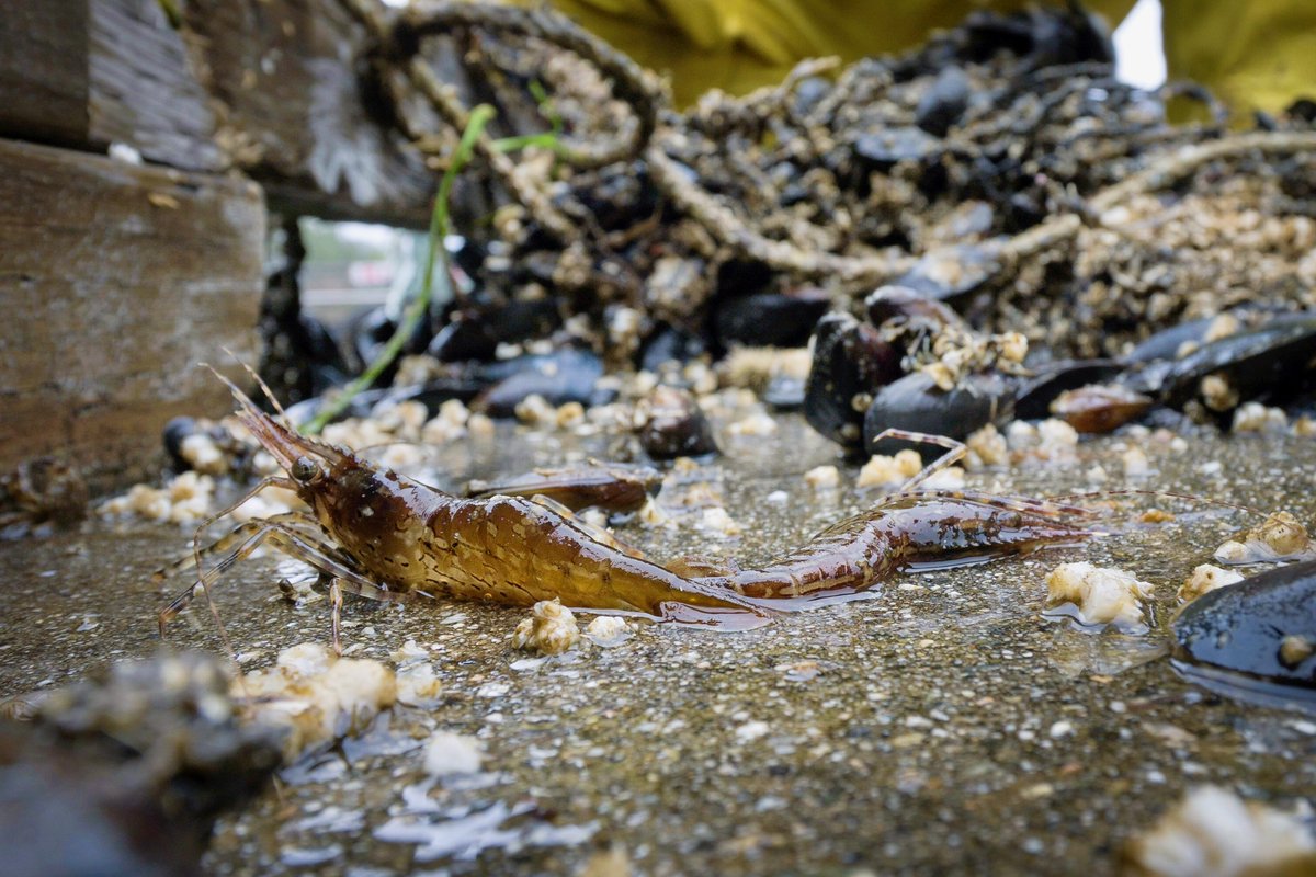 Dock shrimp spend a brief period of time on their namesake. They’re regulars under and around docks and pilings, and our Pruth Bay structure is no exception./11