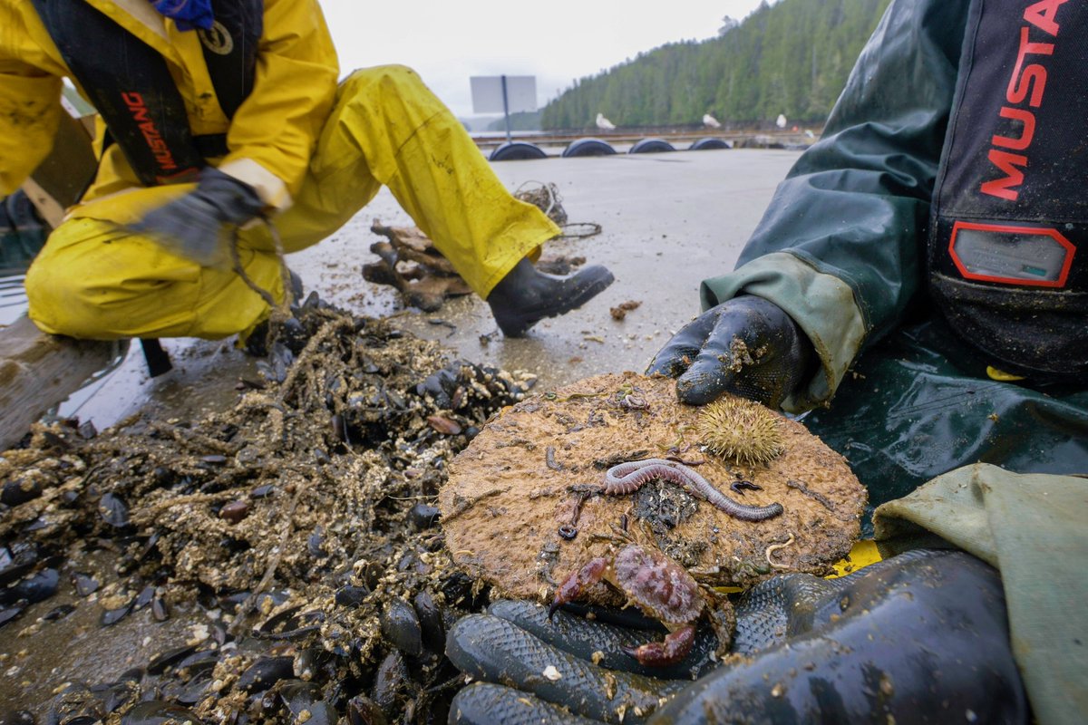 A pygmy rock crab and green urchin join a plethora of worms on an intervertebral disc plate (yes, that’s the cross-section of a humpback whale’s spine!). The crab’s impatient with the photoshoot./12