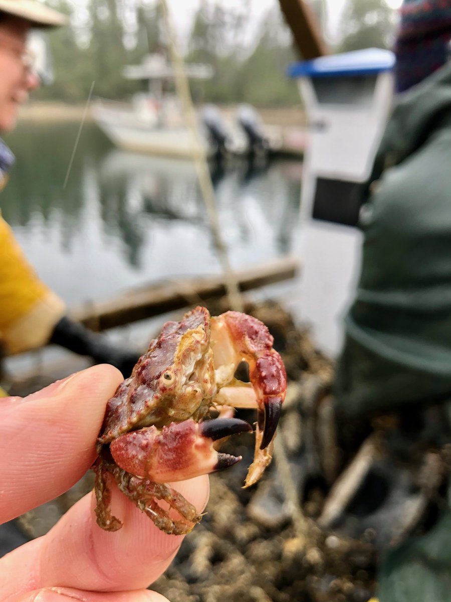 The team catches the pygmy rock crab for a close-up.This crab’s stomach is likely full given the veritable buffet of barnacles, worms, mussels, and more on the bones./13