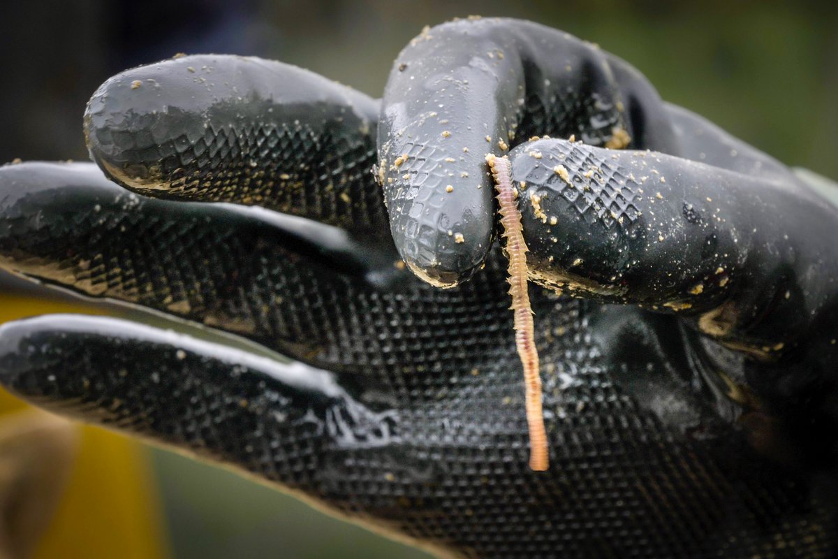 And the worms! All shapes, sizes, and colours of worm wriggle out from under and between the collection of bones./14