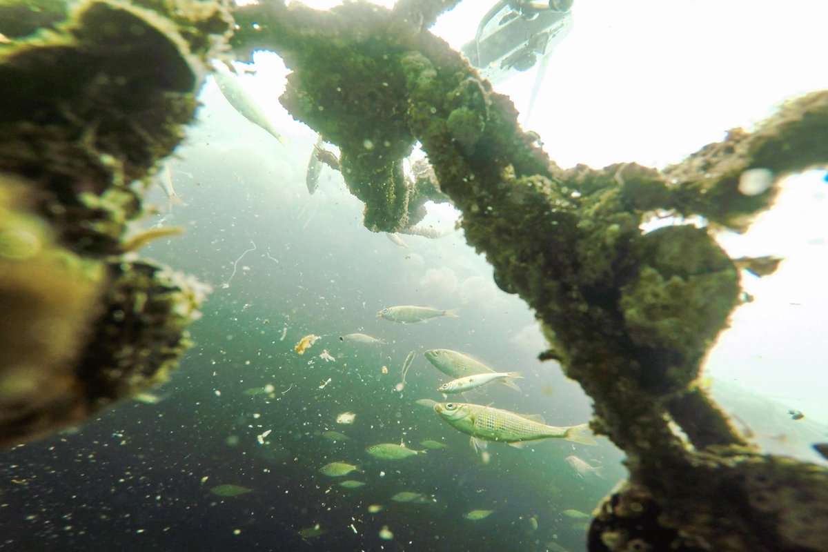 Meanwhile, back in the water there’s some organic debris fallout as the goods were lifted from the ocean and cleaned.A school of shiner perch appears on the scene to make quick work of the sudden feast./15