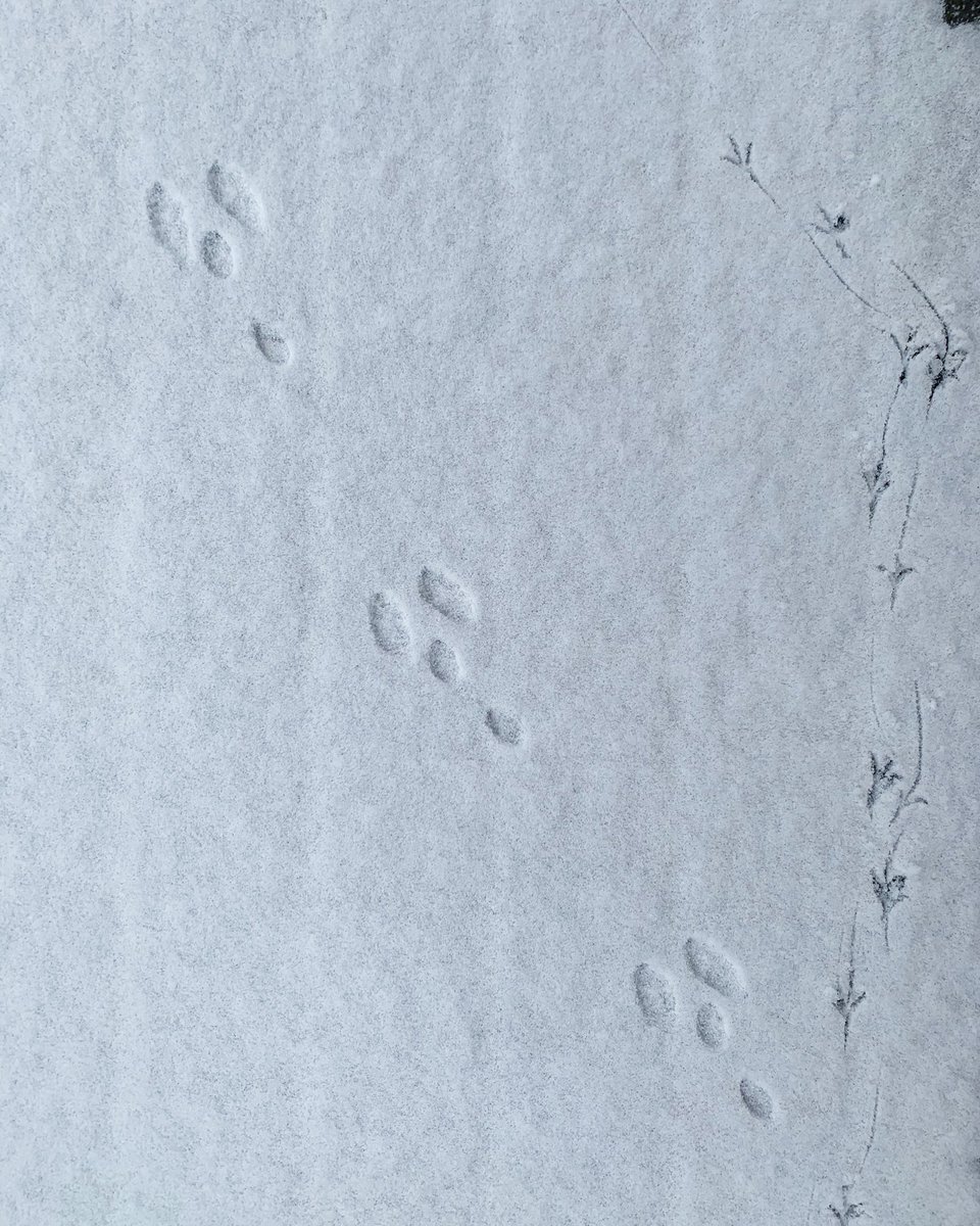 Jamie (@jamiegibson6) on Twitter photo Guess the footprint!!?
Morning in the snow out spotting with <a href="/cocoaandcotton/">Cocoa + Cotton</a> and our boys ❄️⛄️ #snow #footprints #winter #frost #hoarfrost #coldseason #beautifulwinter #frostymorning Guess the footprint!!?
Morning in the snow out spotting with <a href="/cocoaandcotton/">Cocoa + Cotton</a> and our boys ❄️⛄️ #snow #footprints #winter #frost #hoarfrost #coldseason #beautifulwinter #frostymorning