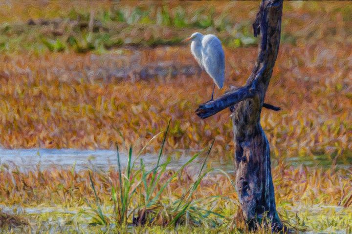 Worthycanvas's tweet photo. Featured Art of the Day: "Basking egret". Buy it at: https://t.co/C0hMVJyw92 https://t.co/0wJ7T9T729