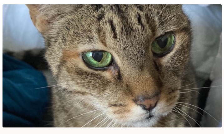 RobynAnderson's tweet photo. This is Sophie, she belongs to longtime reader Crystal. During a procedure Sophie's colon ruptured, requiring emergency surgery. Like so many right now, Crystal has been furloughed. The GoFundMe link is: https://t.co/FpIDtWZ4tZ - every little bit helps. Thank you!  ❤️ https://t.co/r8qO9E1uA4