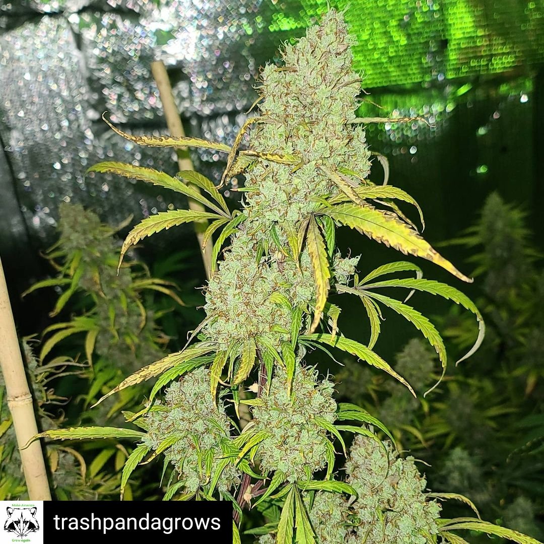 SunPlix's tweet photo. Reposted from @trashpandagrows Lemon pie still trucking along, the new wedding cheesecake and Cali snow from @fastbuds_genetics, #sunplix_led #ledgrowlights #foxfarmsoil #fastbudsgenetics #cannabiscommunity #weedstagram420 #weedporn #weshouldsmoke #weednation #autoflower https://t.co/FmLn5yUH9p