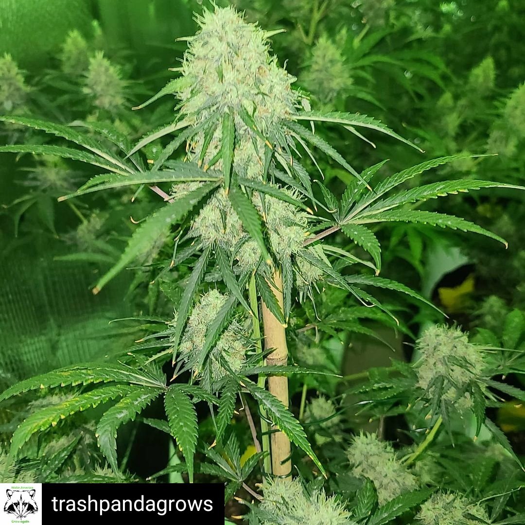 SunPlix's tweet photo. Reposted from @trashpandagrows Lemon pie still trucking along, the new wedding cheesecake and Cali snow from @fastbuds_genetics, #sunplix_led #ledgrowlights #foxfarmsoil #fastbudsgenetics #cannabiscommunity #weedstagram420 #weedporn #weshouldsmoke #weednation #autoflower https://t.co/FmLn5yUH9p