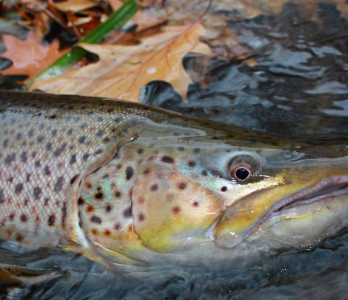 Here's a monster trout closeup by the guides from Fish Lake Run Outfitters for the weekend. Have a good one!

Fly Dreamers: Connecting the #flyfishing travel industry. Find our Booking Manager software (designed to help travel agents, guides and lodges) at Flydreamers.com