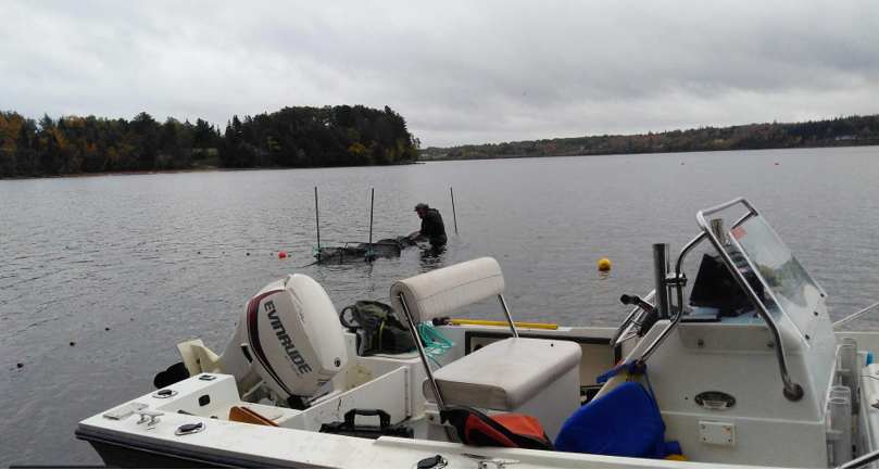 UNBsalmon's tweet image. #flashback2020 Catching #Americaneel to be tagged on the #MiramichiRiver with #Anqotum.

#Innovasea #UNBresearch #CAST #CRI #research @TLinnans @Nojani