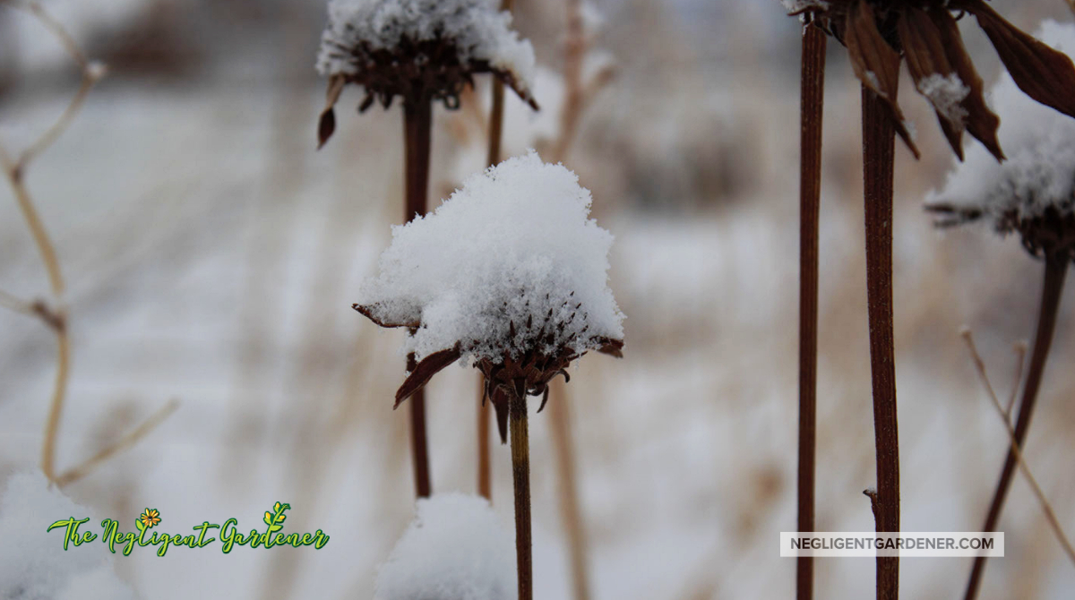 KerryOConnell9's tweet image. The only flowers in my garden right now. Echinacea seems appropriate. (Not grown from seed in case you were wondering)

#flowerfriday #snowfinally #gardening #garden #Echinacea #weedy #weedlife