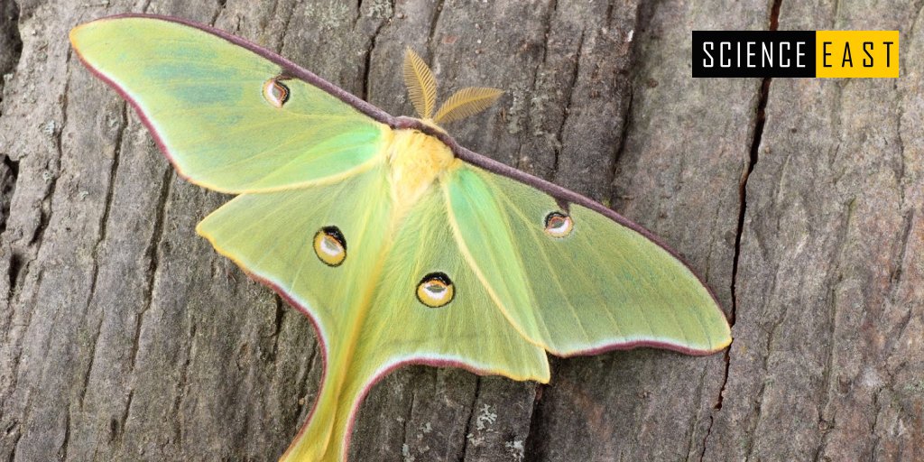 science_east's tweet photo. Bon vendredi à tous! Saviez-vous que le papillon lune ( Actias luna ) n'a pas de bouche? Les adultes vivent pendant environ une semaine en utilisant les graisses accumulées dans leur corps depuis qu'ils sont des chenilles!

#funfactfriday #papillonlune #scienceathome #ScienceEast https://t.co/xz7NUerNEB