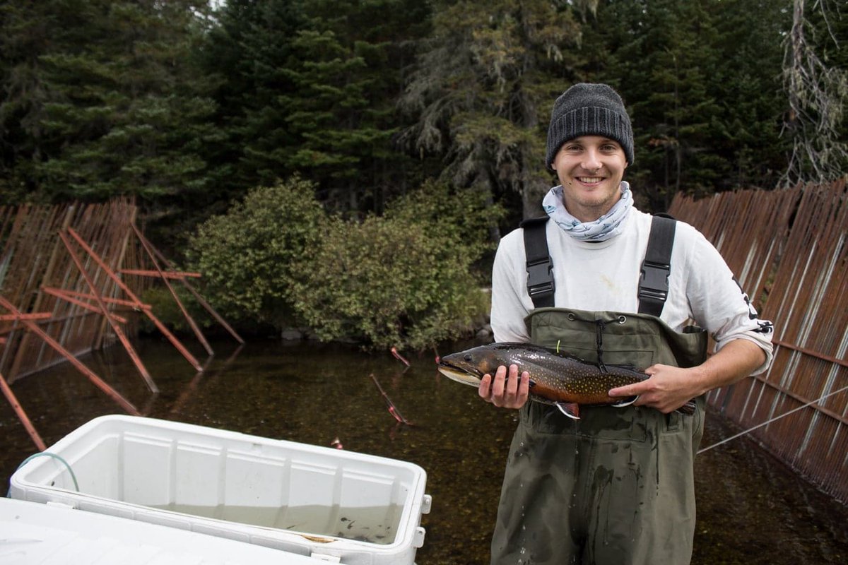 UNBsalmon's tweet image. #flashback2020 An adult male #searuntrout ready to be released upstream of the #NorthwestMiramichi barrier fence! You can also see a green floy tag showing on it's back incase the study fish is captured by an #Angler

#UNBresearch #research #CRI #ASF @TLinnans @RAllenCurry