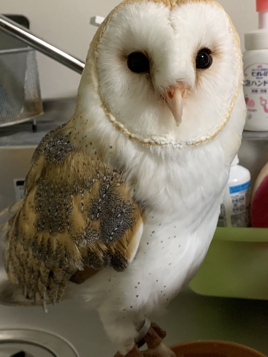 メンフクロウの まんてん ちょっとかわいいじゃん メンフクロウの まんてん ちょっとかわいいじゃん