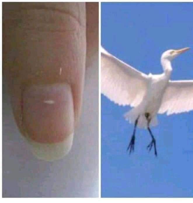 aijaydesmond's tweet photo. One of the biggest childhood scams. We were told that this bird (shekeleke in Igbo) would give one the white mark on the nail. Chai! https://t.co/vzgfjmSpmT