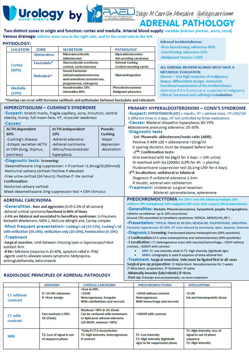 CheatUrology's tweet photo. The #adrenalsglands are affected by various conditions, including congenital abnormalities, hypofunction, hyperplasia, and malignant and benign tumors. 

In this  #UrologyCheatSheet by @ResidentesAEU we review the main entities that affect them!
 
UCS created by @diegocarrionm https://t.co/oMLF9dO85W