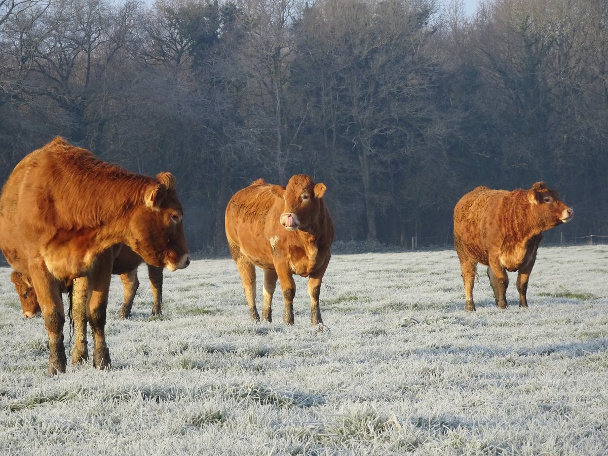 Cet hiver nous avons fait le choix de laisser une 20n d'animaux au pâturage pour étudier la faisabilité d'un pâturage hivernale significatif sans pénaliser le couvert prairiale et les perf. zootechniques. Le froid sec et ensoleillé de ce matin ne semble pas déplaire aux animaux