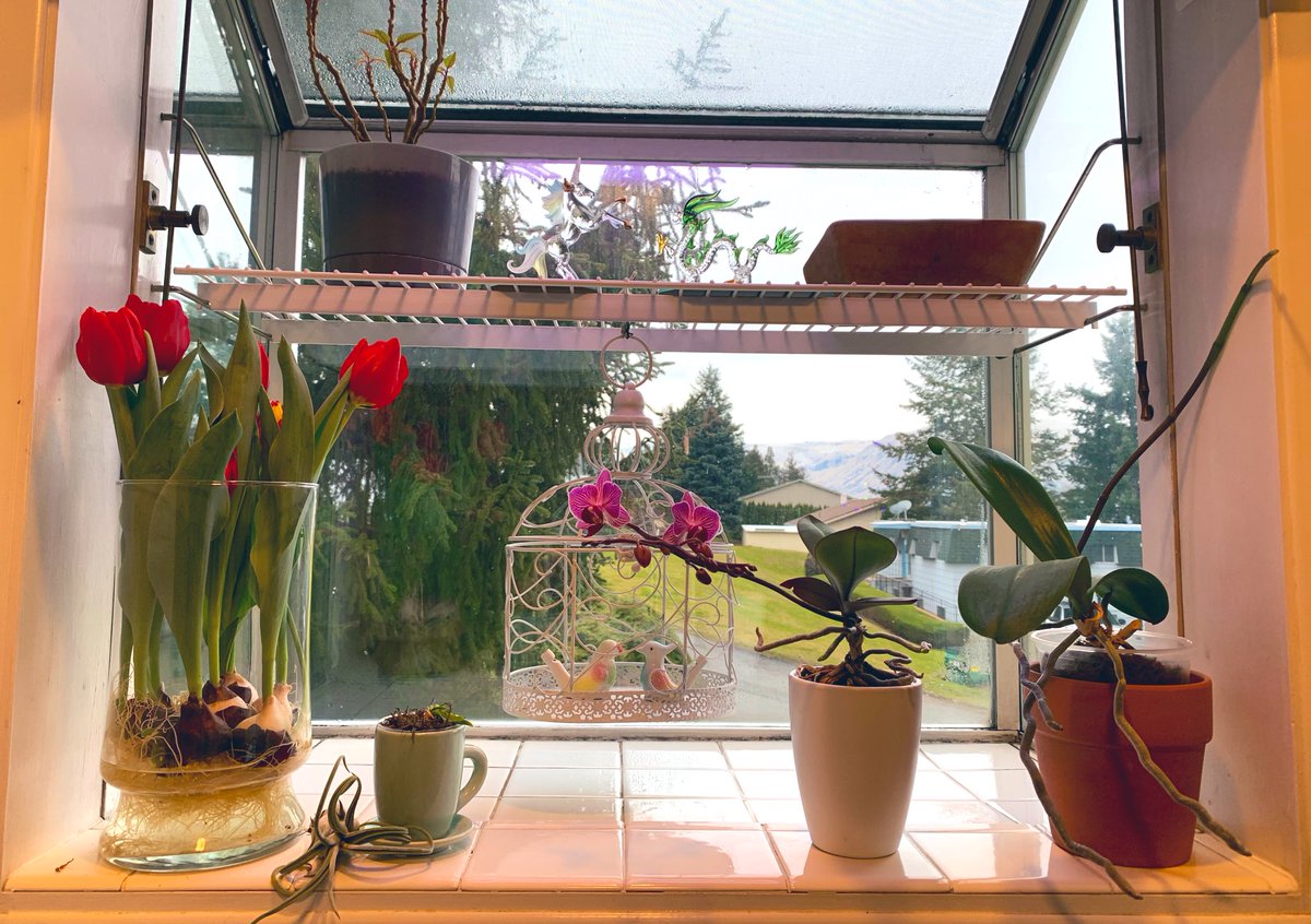 Something about all these flowers on my windowsill make me feel like all is right with the world. It’s the little things right?

PS: Thank you <a href="/Thr33bar/">B33</a> for bringing home these tulips, they are so beautiful!

PPS: It’s taken me two years to get those purple orchids to rebloom! 😅
