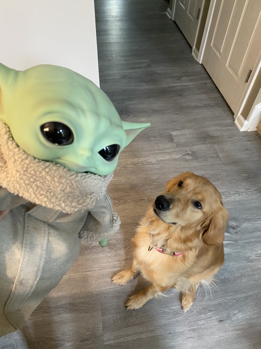 mikeangelo7's tweet photo. @jennaezarik This is my Indiana and baby Yoda to go on adventures and crush all the bad things! https://t.co/nrmihpN0IJ