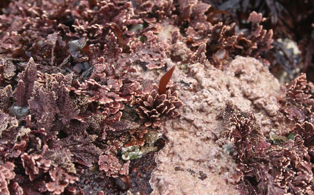 POSTDOC ALERT! Working with my lab &amp; the <a href="/HakaiInstitute/">Hakai Institute</a> on #seaweed #taxonomy. Feb 1 deadline. Please RT!

Advert: bit.ly/35EYdJB

Under-represented &amp; marginalized folks encouraged to apply. 
<a href="/PSAAlgae/">Phyc. Soc. America</a> <a href="/IPSAlgae/">IPS</a> <a href="/Botanical_/">Botanical Society of America</a> <a href="/UBCBiodiversity/">UBCBiodiversity</a>
<a href="/bps_algae/">The British Phycological Society</a> <a href="/AlgaeBase/">AlgaeBase</a>