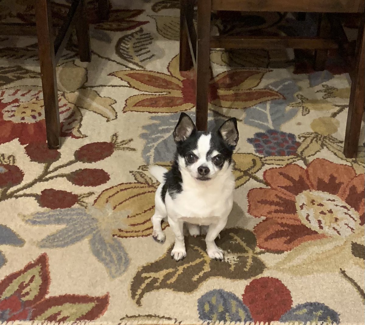 rbmac's tweet photo. Hugo waiting patiently for his Friday Night Pizza. The nicest Chihuahua you’ll meet! #PeaceAndPets https://t.co/h1R5XwV6sb