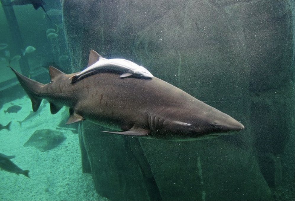 Adams_Teaches's tweet photo. @DanRather Remora fish — clinging on to any “big fish” for protection and a free ride https://t.co/GOyUBiYtqO