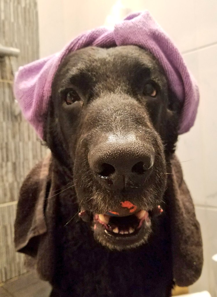 The_Monty_Dog's tweet photo. @Woozle_Taffy 🐂Thank you very much Woozle &amp; Taffy😊😊💖💖💖🎂 Cakk?...Er...... of course🤞😬💖🤣🤣*whispers* now where did you get that vid of me? 🤔 #JustEat #babytank #turbietowel #dogsoftwitter https://t.co/759Iwj0kVs