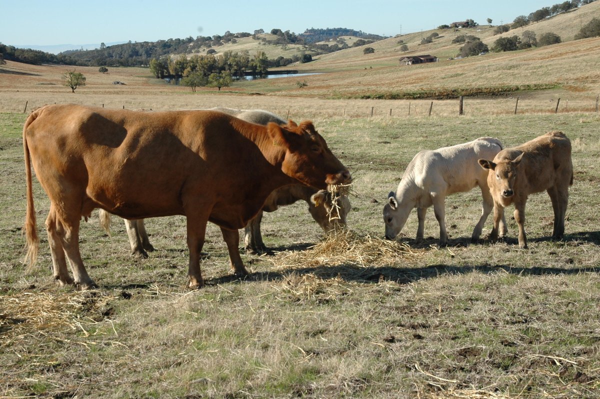 CAFarmBureau's tweet photo. "I probably used at least 25% more hay this year than I have in the past" - a cattle rancher talks about range conditions, plus updates on nut crops, oranges, bees, alfalfa and more, in the latest #FromtheFields report from #AgAlert https://t.co/Wch8zrlQpZ https://t.co/PKMICqqvxz