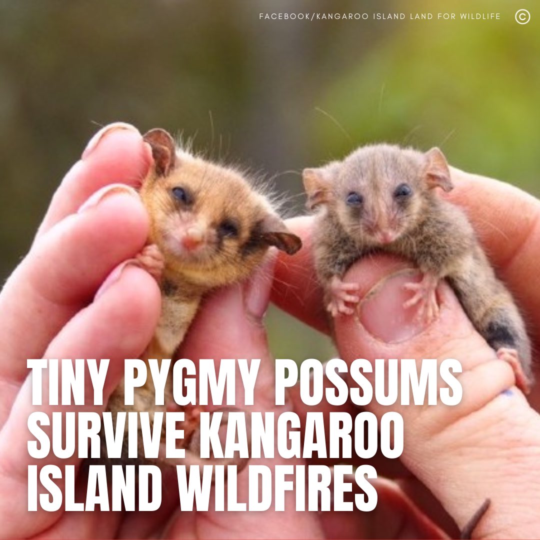 cyanplanet_'s tweet photo. #Australianwildlife ecologists were overjoyed to find endemic #pygmypossums surviving on Kangaroo Island after it was torched by #wildfires. ( Source : Good News Network) https://t.co/0oaQ8cpcYc