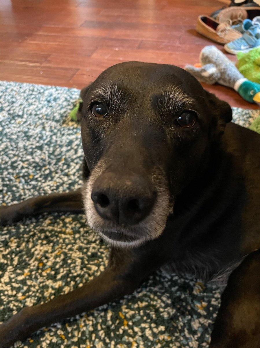 bryce_linn's tweet photo. This is Anna. Anna has anxiety sometimes, so she really gets it. She wants to know if you’ve tried the toy pile? Says it helps her a lot #PeaceAndPets 🕊❤️ https://t.co/sDIeCoStX1