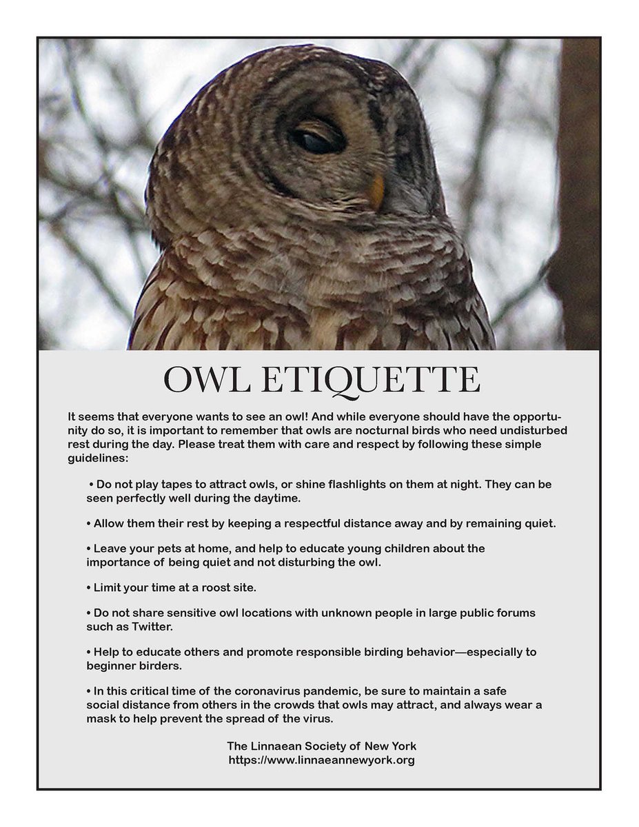 Joshua Malbin (@joshmalbinbirds) on Twitter photo 