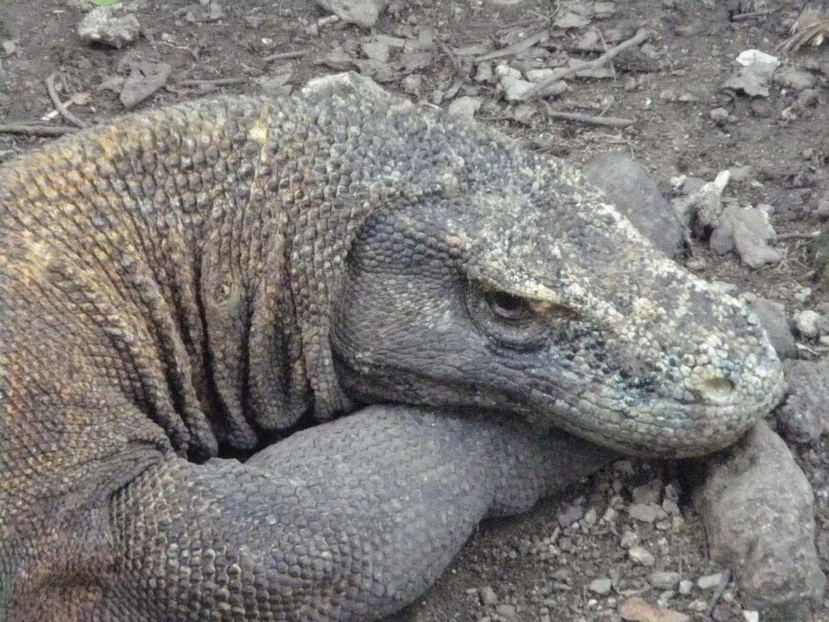 TOBSCoGaming's tweet photo. @FellowWeevil This makes me KomodoSad https://t.co/4pGxB76Wbt
