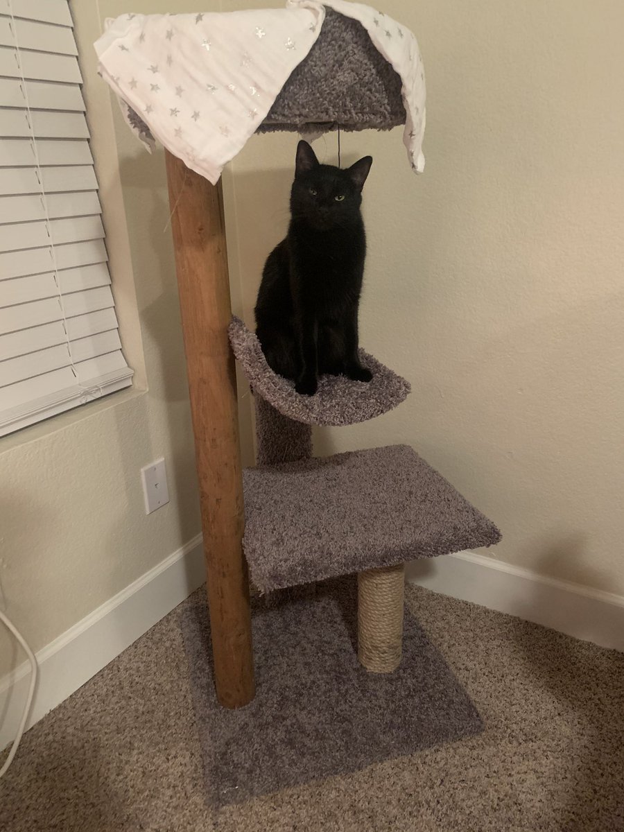 Neffets14's tweet image. Alright Twitter, meet Shadow. I got tired of living alone. She’s kind of a freeloader and doesn’t pay rent but it’ll work.