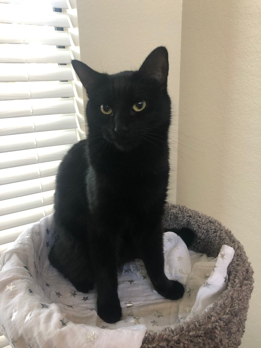 Neffets14's tweet image. Alright Twitter, meet Shadow. I got tired of living alone. She’s kind of a freeloader and doesn’t pay rent but it’ll work.