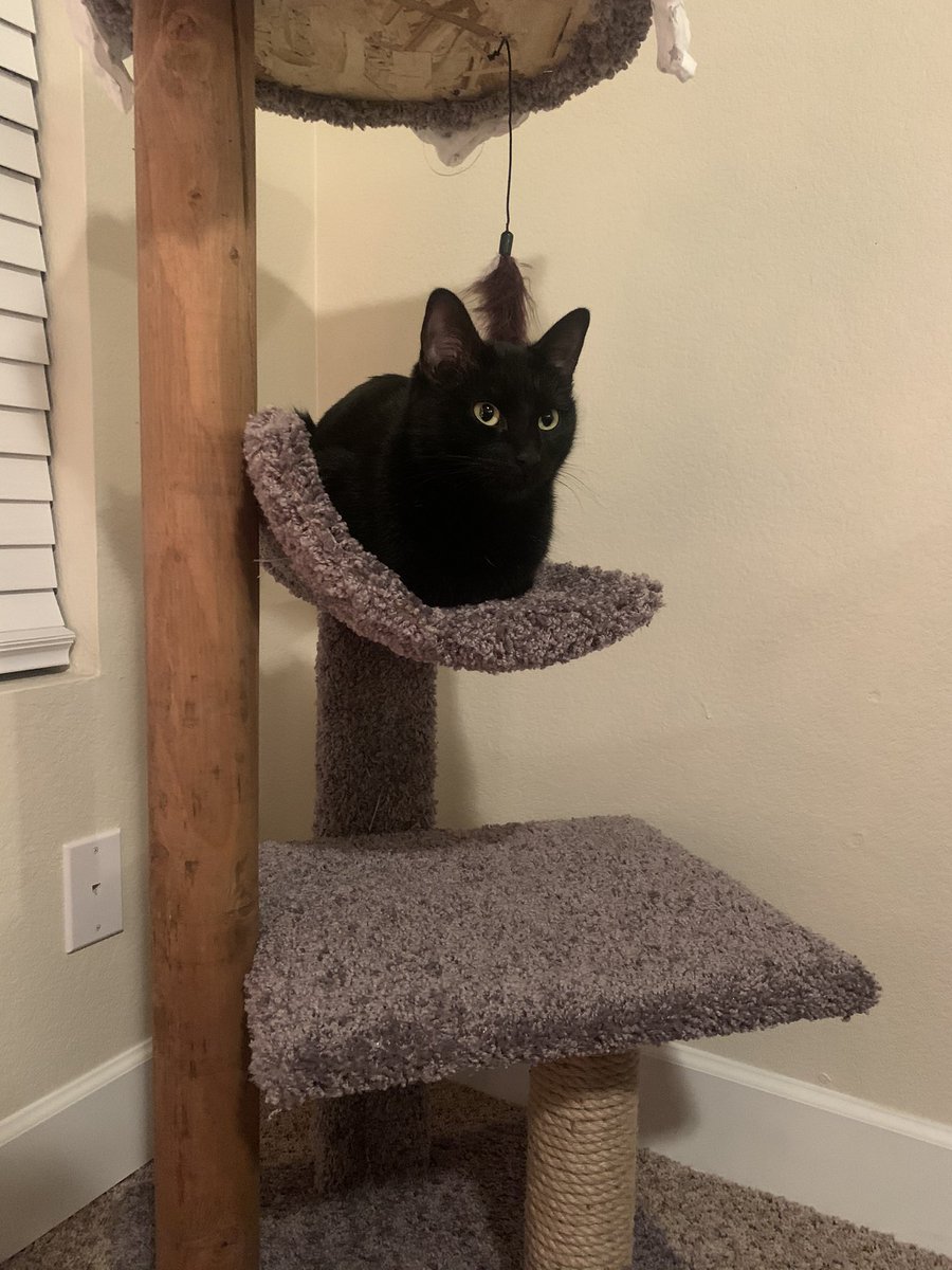 Neffets14's tweet image. Alright Twitter, meet Shadow. I got tired of living alone. She’s kind of a freeloader and doesn’t pay rent but it’ll work.