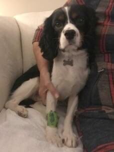 rosieDoc2's tweet photo. *#MISSING FROM LAND BACKING ON TO RIVER IN #CHESTERTON FEN NR #MILTONBRIDGE #CB4 
https://t.co/ZEmzSbfGWX
OSCAR
MALE #KingCharlesSpaniel 
Adult/Tri-colour
Tagged&amp;chipped 
7/1/21
South East
@MolliePug @HunnyJax @bs2510 @SaraGil54981392 @RachaelB100 @ChrstinaKelly @gelert01 https://t.co/BpX9Cz3wa9