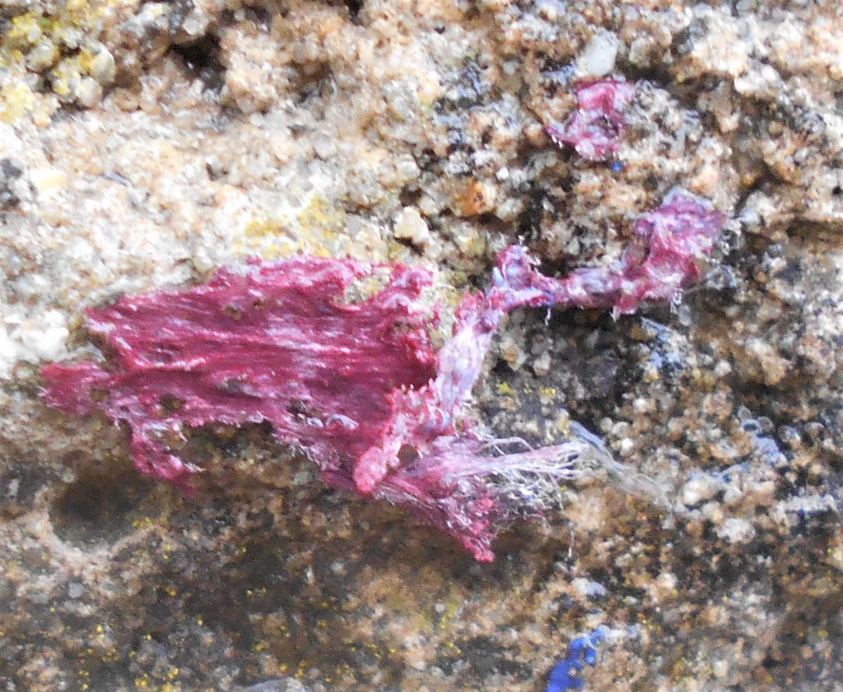 Since this is a complicated time for #lichenJanuary Sandy Coppins has come up with an extra challenge for everyone. #lichenlookalikes (desk study?)
Lichens are often mistaken for other things, but, other things can be mistaken for lichens. Brian &amp; Sandy have a list of suggestions