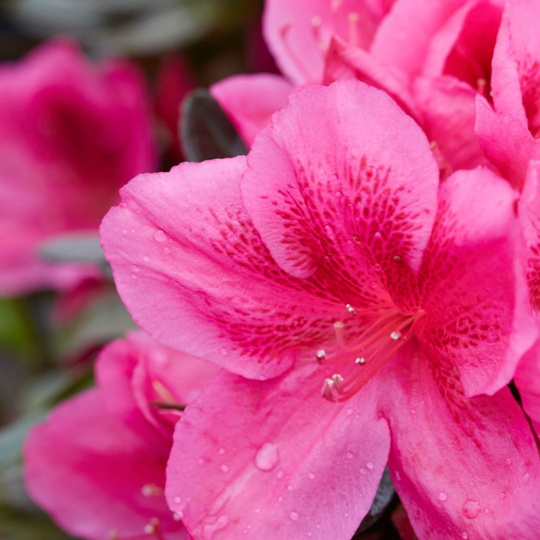 DejaBloomAzalea's tweet photo. It's #FloralFriday! With the New Year, what are your plans for new garden additions? Déjà Bloom Azaleas make stunning additions to landscapes. Perfect for a blooming hedge, specimen plant, or even a container planting, you'll love the three seasons of flower power. 
#dejabloom https://t.co/2klhTsVS7H