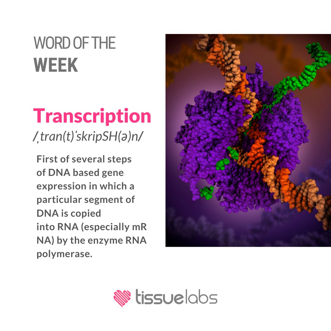 WORD OF THE WEEK: 
Transcription /ˌtran(t)ˈskripSH(ə)n/ 
First of several steps of DNA based gene expression in which a particular segment of DNA is copied into RNA (especially mRNA) by the enzyme RNA polymerase.
 
#biology #transcription