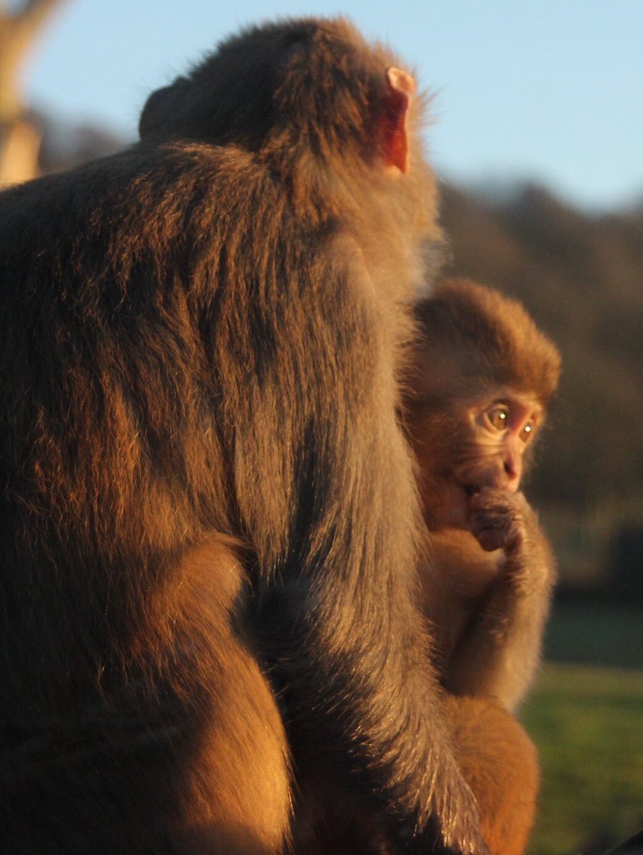 AliceG02863686's tweet photo. ‘Time out!’ 😄🐒
Missing @Longleat safari park 😢
 #longleat #monkey #longleatofficial #lockdownpart3 #stuckathome #ameturephotographer https://t.co/rVtN2oOmpa