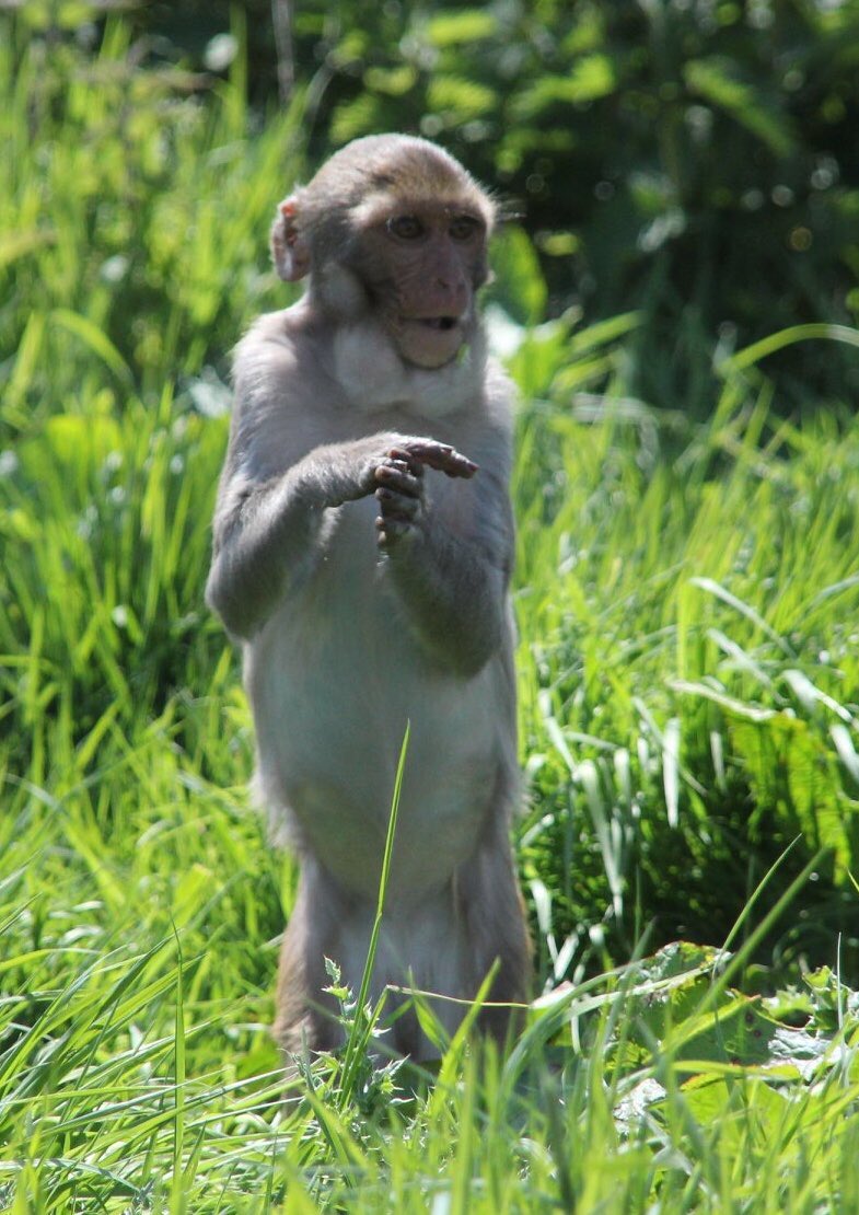 AliceG02863686's tweet photo. ‘Time out!’ 😄🐒
Missing @Longleat safari park 😢
 #longleat #monkey #longleatofficial #lockdownpart3 #stuckathome #ameturephotographer https://t.co/rVtN2oOmpa
