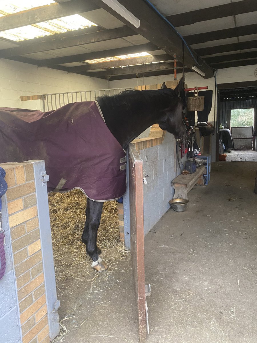 PPonio's tweet photo. How gentlemanly is this boy!!! His stable door is wide open, ponio has just been turned out, and he waited patiently for me to return to get him! 🥰 https://t.co/lTOAubrNfe