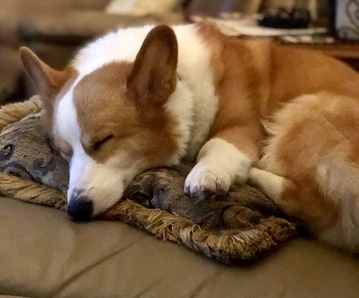 ckclint's tweet photo. @dionnewarwick #PeaceAndPets #corgi 

My doggo Charlie 🥰 https://t.co/1QtKjsVYiU