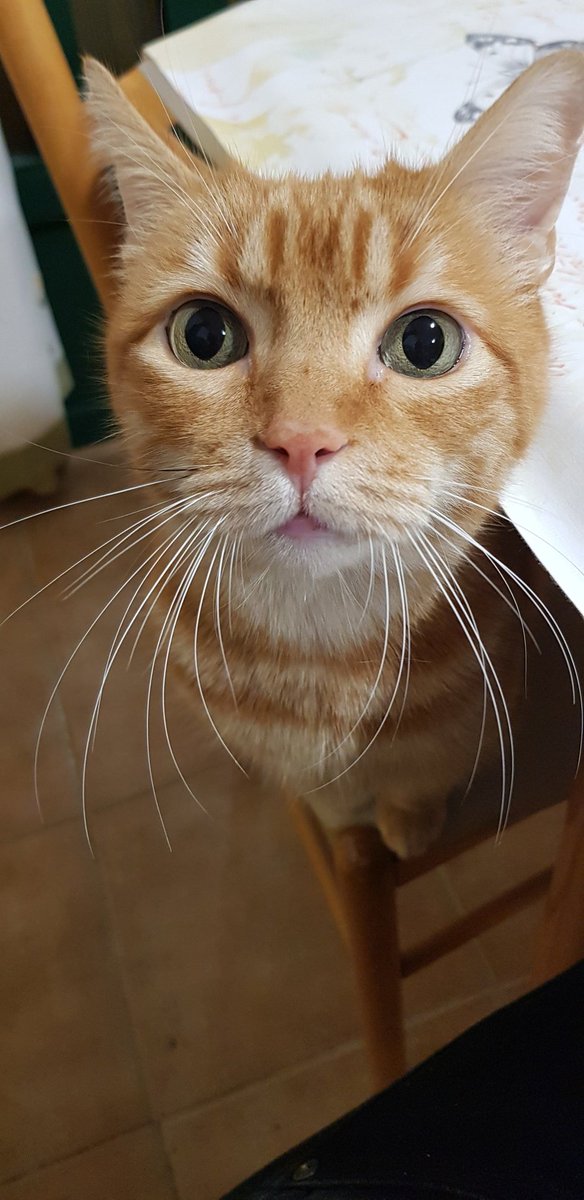 davidmuseros's tweet photo. Alguien quiere comer 🐱 https://t.co/v4J6tvKzbd