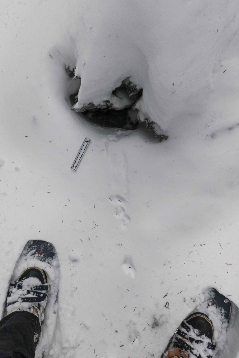 Cascadia_Wild's tweet photo. Do you know who these mystery tracks belong to? If you guessed weasel, you are right! These mustelids leave behind small tracks that have five-clawed toes and a v-shaped heel pad. Weasels are also known to meander as they bound around in search of food. #wolverinetrackingproject https://t.co/DHjQYc84Vl