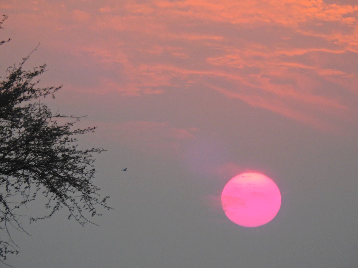 mmatalpur's tweet image. #PinkSun and a Lone Bird.