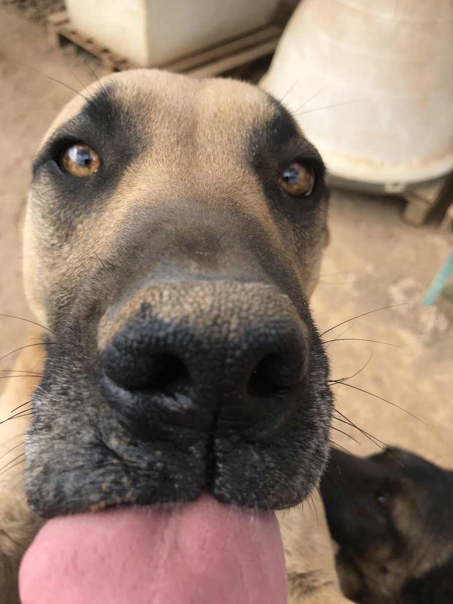 CEIzcuintle's tweet photo. #dogfie de Roco desde el #alberguesustentablecei
Saludos perrunos!
#adoptanocompres #adoptdontshop #adoptaunperro #adoptables #adopcionresponsable #villadelcarbon #edomex #mexico #perros https://t.co/IYTyZiqLfJ